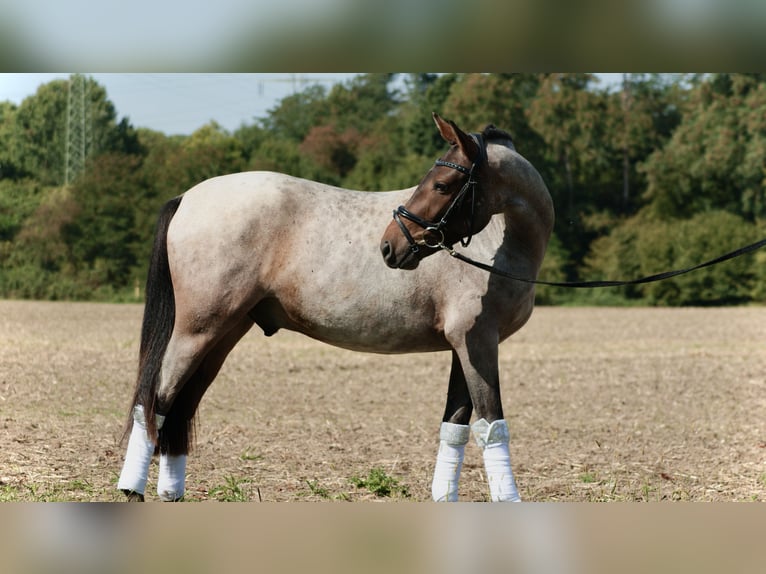 Deutsches Reitpony Wallach 3 Jahre 144 cm Roan-Red in Ratingen