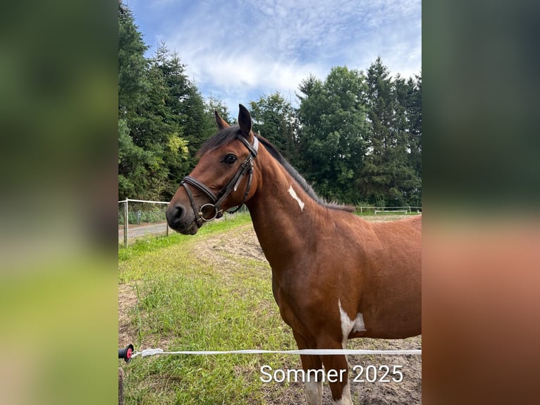 Deutsches Reitpony Wallach 3 Jahre 144 cm Schecke in Rheine