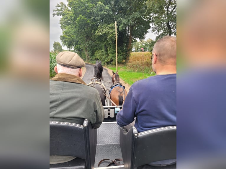 Deutsches Reitpony Wallach 3 Jahre 144 cm Schecke in Rheine