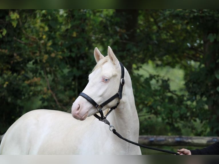 Deutsches Reitpony Wallach 3 Jahre 144 cm Schimmel in Loiching