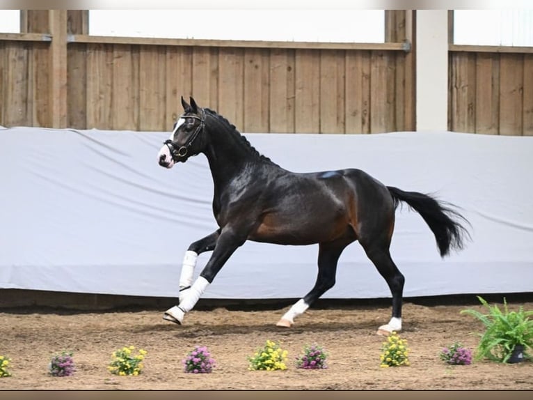 Deutsches Reitpony Wallach 3 Jahre 144 cm Schwarzbrauner in Lindau (Bodensee)