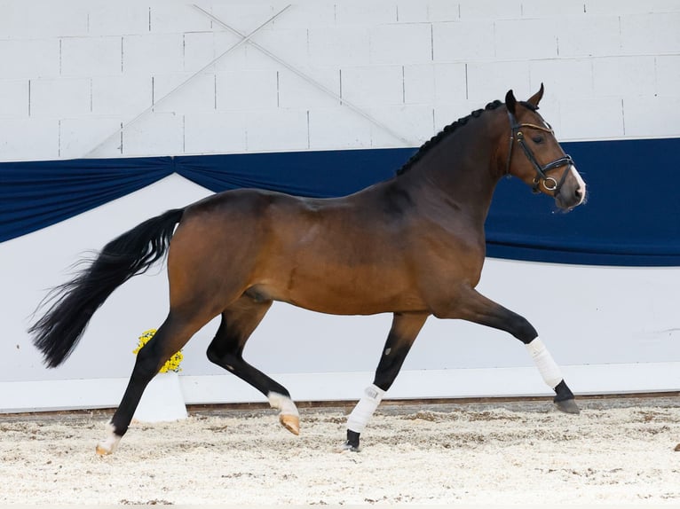 Deutsches Reitpony Wallach 3 Jahre 145 cm Brauner in Marsberg