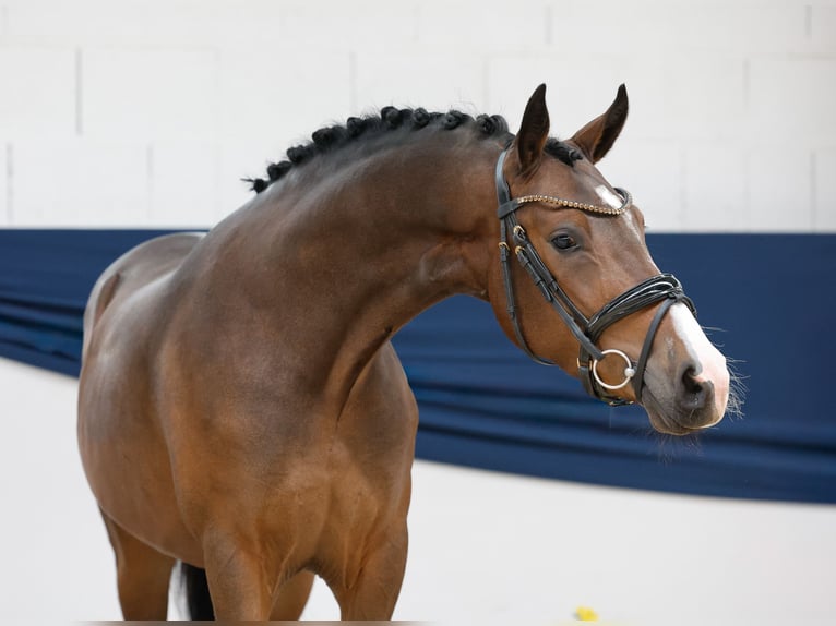 Deutsches Reitpony Wallach 3 Jahre 145 cm Brauner in Marsberg