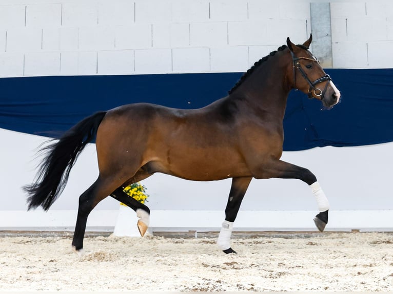 Deutsches Reitpony Wallach 3 Jahre 145 cm Brauner in Marsberg