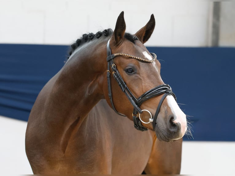 Deutsches Reitpony Wallach 3 Jahre 145 cm Brauner in Marsberg