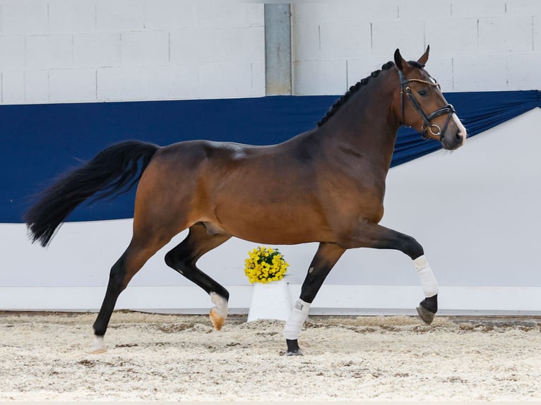 Deutsches Reitpony Wallach 3 Jahre 145 cm Brauner in Marsberg