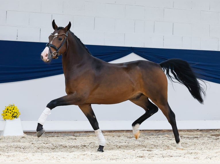 Deutsches Reitpony Wallach 3 Jahre 145 cm Brauner in Marsberg