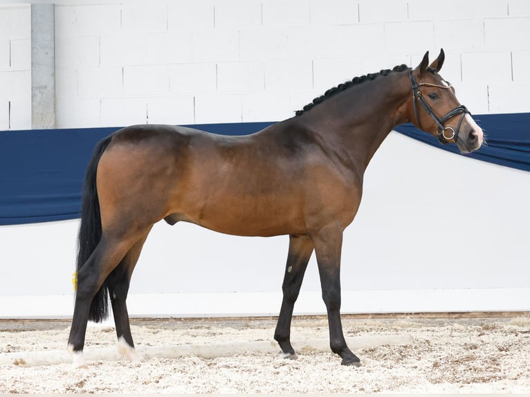 Deutsches Reitpony Wallach 3 Jahre 145 cm Brauner in Marsberg