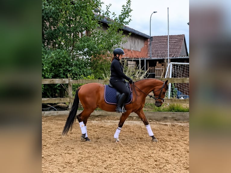 Deutsches Reitpony Wallach 3 Jahre 145 cm Brauner in Reiskirchen