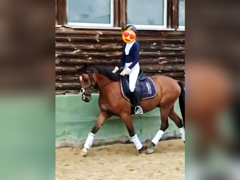 Deutsches Reitpony Wallach 3 Jahre 145 cm Brauner in Reiskirchen
