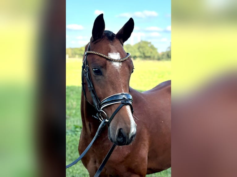 Deutsches Reitpony Wallach 3 Jahre 145 cm Brauner in Reiskirchen