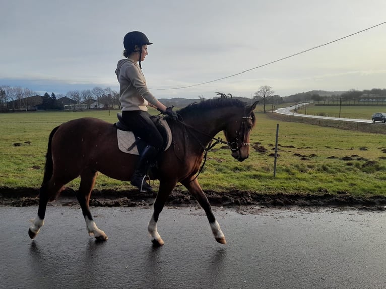 Deutsches Reitpony Wallach 3 Jahre 145 cm Brauner in Nettersheim