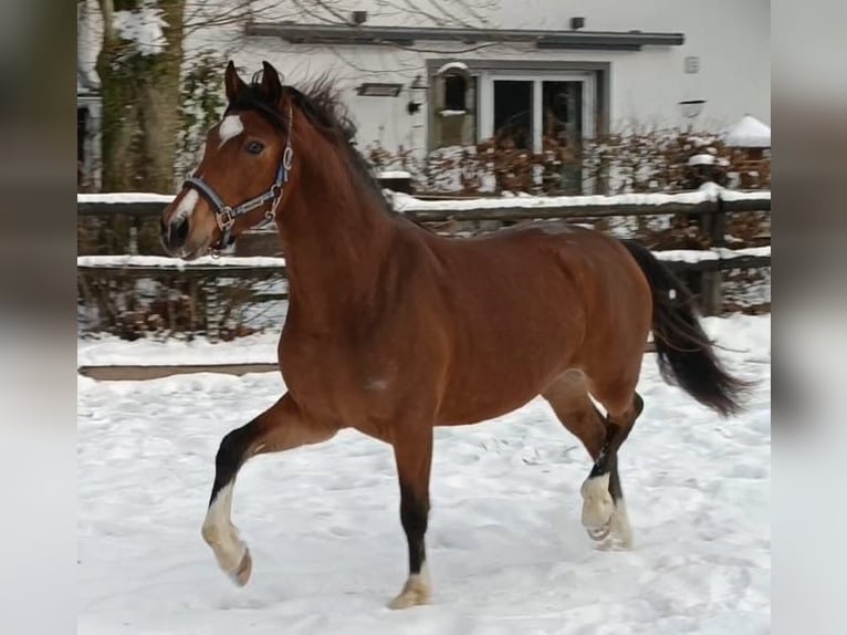 Deutsches Reitpony Wallach 3 Jahre 145 cm Brauner in Nettersheim