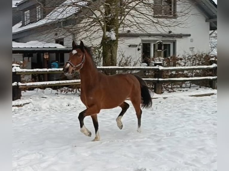 Deutsches Reitpony Wallach 3 Jahre 145 cm Brauner in Nettersheim