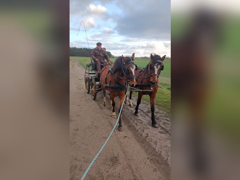 Deutsches Reitpony Wallach 3 Jahre 145 cm Brauner in Neuferchau