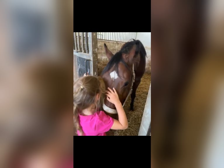 Deutsches Reitpony Wallach 3 Jahre 145 cm Brauner in Bernburg