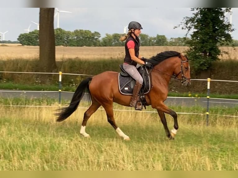 Deutsches Reitpony Wallach 3 Jahre 145 cm Brauner in Salzwedel