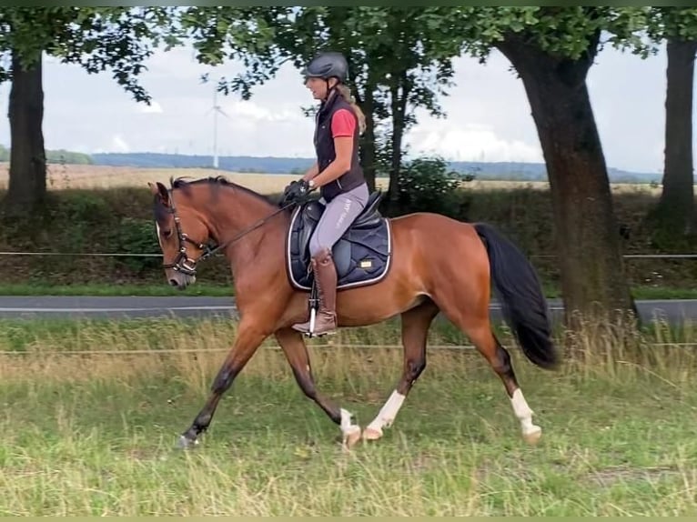 Deutsches Reitpony Wallach 3 Jahre 145 cm Brauner in Salzwedel