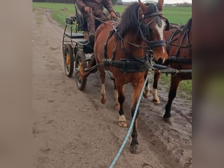 Deutsches Reitpony Wallach 3 Jahre 145 cm Brauner in Salzwedel