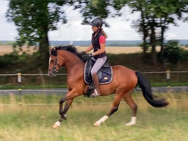 Deutsches Reitpony Wallach 3 Jahre 145 cm Brauner in Salzwedel