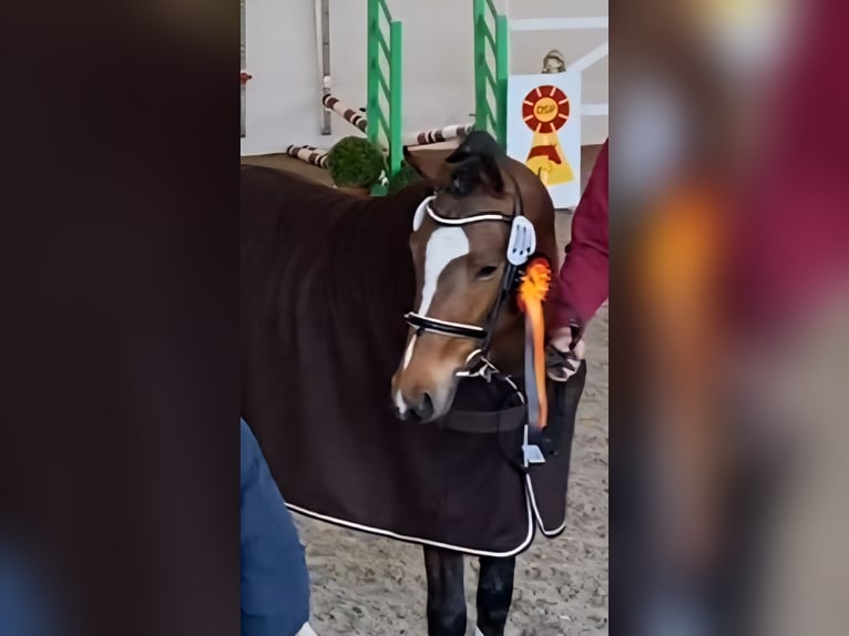 Deutsches Reitpony Wallach 3 Jahre 145 cm Brauner in Salzwedel