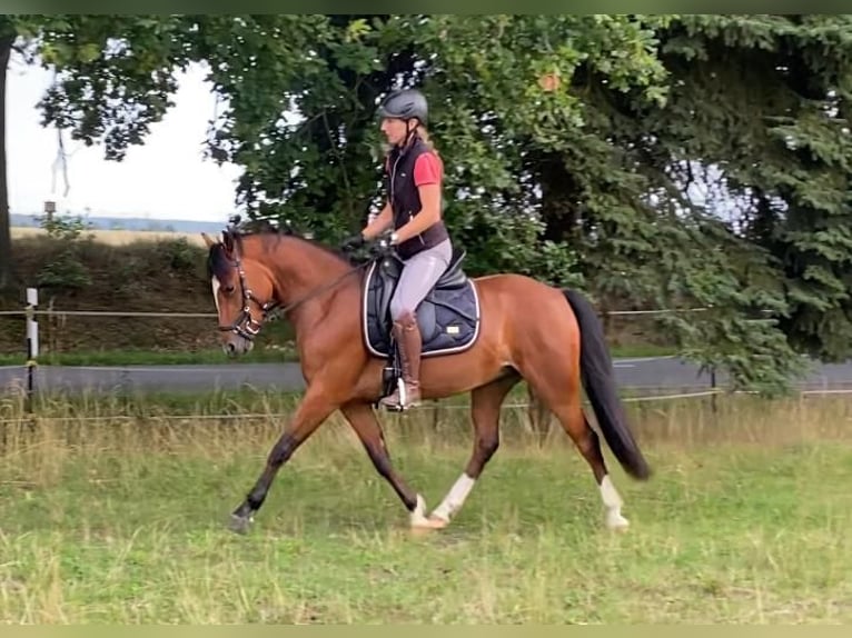 Deutsches Reitpony Wallach 3 Jahre 145 cm Brauner in Salzwedel