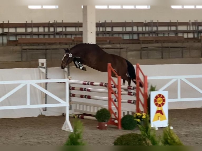 Deutsches Reitpony Wallach 3 Jahre 145 cm Brauner in Salzwedel