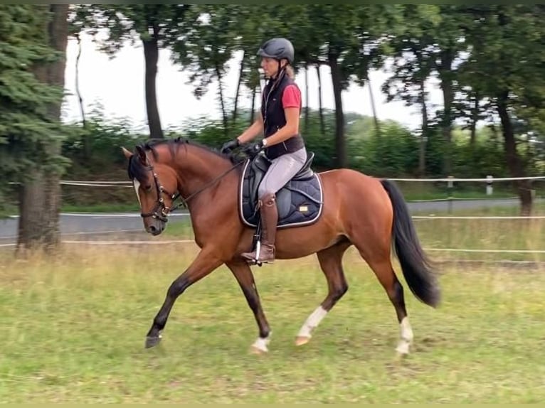 Deutsches Reitpony Wallach 3 Jahre 145 cm Brauner in Salzwedel