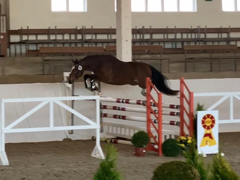 Deutsches Reitpony Wallach 3 Jahre 145 cm Brauner in Salzwedel