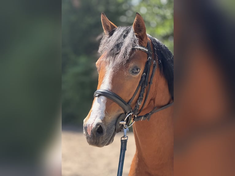 Deutsches Reitpony Wallach 3 Jahre 145 cm Brauner in Nordhausen