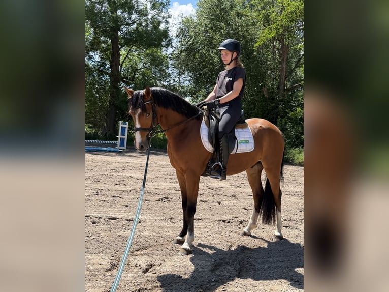 Deutsches Reitpony Wallach 3 Jahre 145 cm Brauner in Nordhausen