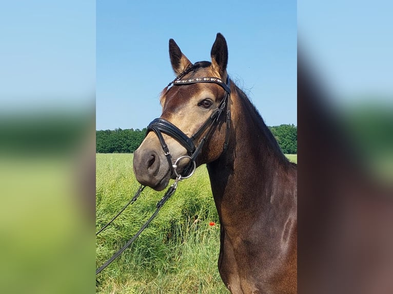 Deutsches Reitpony Wallach 3 Jahre 145 cm Buckskin in Herrnhut