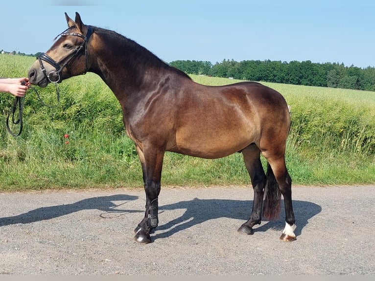 Deutsches Reitpony Wallach 3 Jahre 145 cm Buckskin in Herrnhut