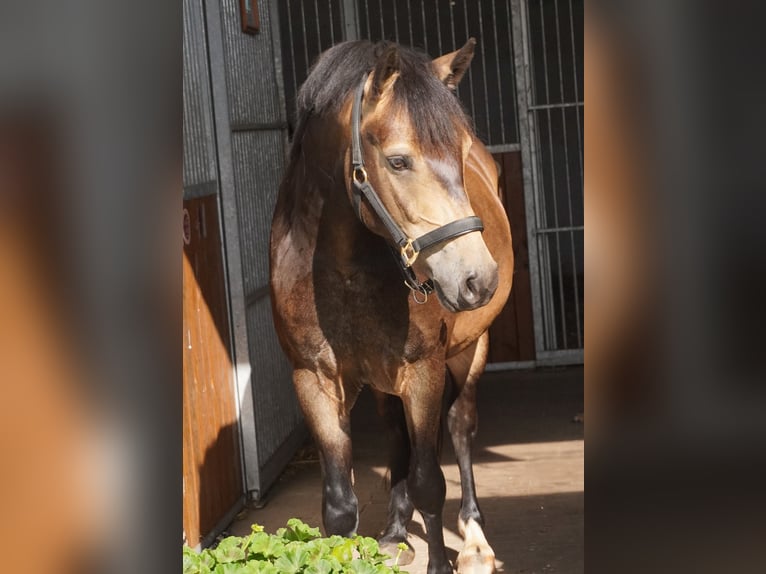 Deutsches Reitpony Wallach 3 Jahre 145 cm Buckskin in Herrnhut