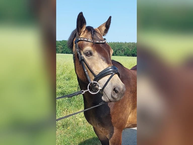 Deutsches Reitpony Wallach 3 Jahre 145 cm Buckskin in Herrnhut
