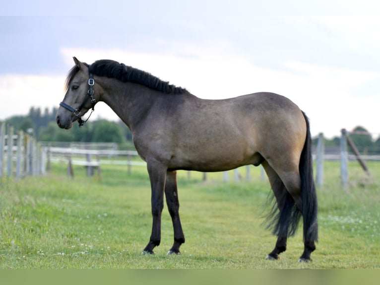 Deutsches Reitpony Wallach 3 Jahre 145 cm Buckskin in T&#xF6;nisvorstT&#xF6;nisvorst