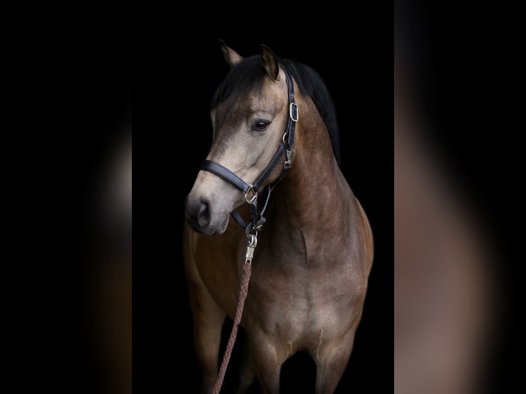 Deutsches Reitpony Wallach 3 Jahre 145 cm Buckskin in T&#xF6;nisvorstT&#xF6;nisvorst