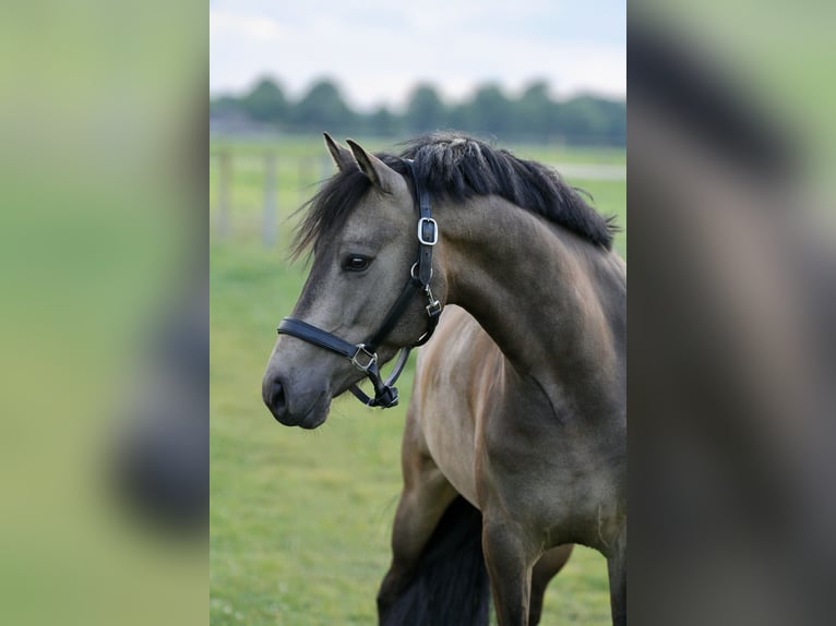 Deutsches Reitpony Wallach 3 Jahre 145 cm Buckskin in T&#xF6;nisvorstT&#xF6;nisvorst