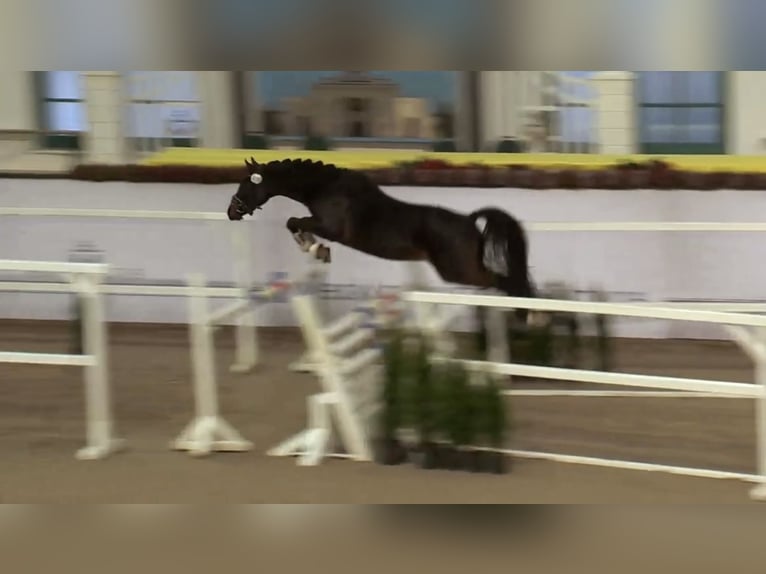 Deutsches Reitpony Wallach 3 Jahre 145 cm Dunkelbrauner in Nottuln