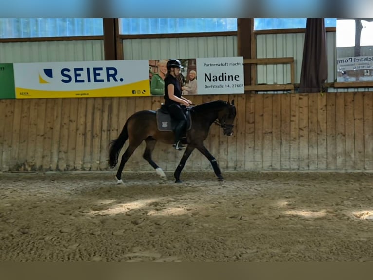Deutsches Reitpony Wallach 3 Jahre 145 cm Dunkelbrauner in Langen