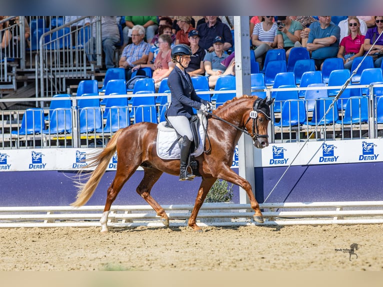 Deutsches Reitpony Wallach 3 Jahre 145 cm Dunkelfuchs in Ahrensburg