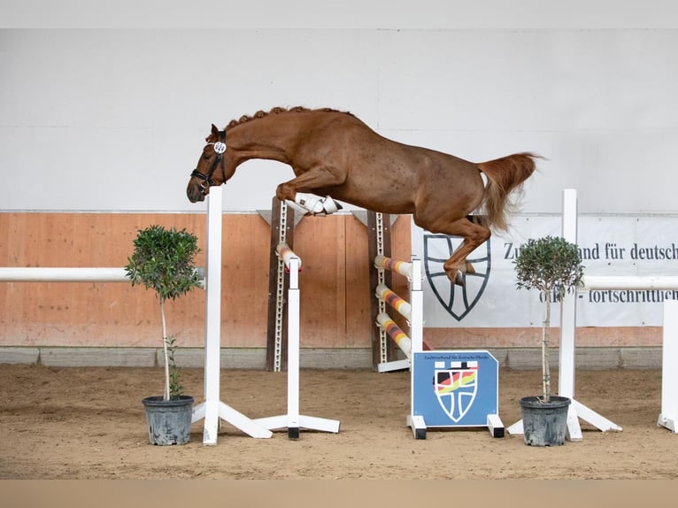 Deutsches Reitpony Wallach 3 Jahre 145 cm Dunkelfuchs in Ahrensburg