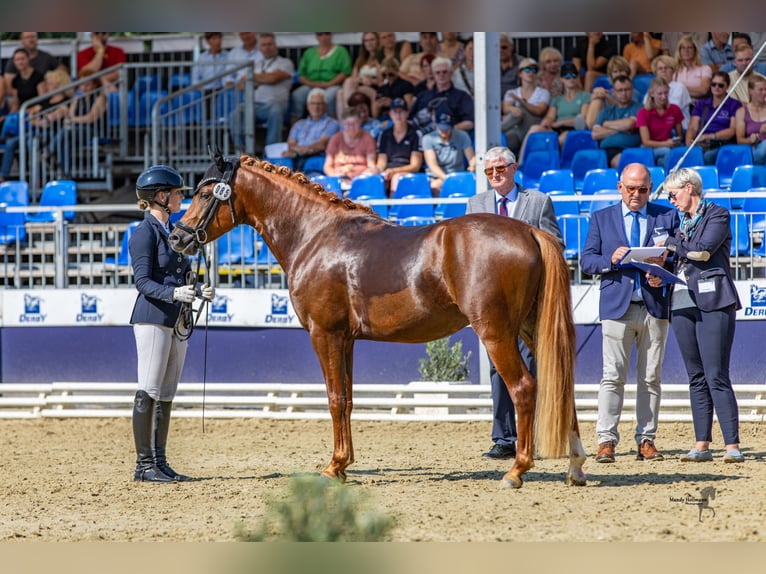 Deutsches Reitpony Wallach 3 Jahre 145 cm Dunkelfuchs in Ahrensburg