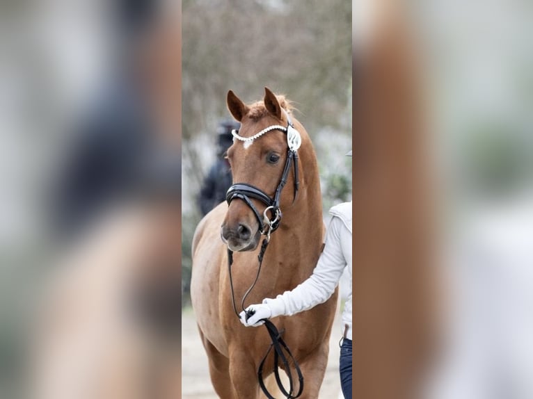 Deutsches Reitpony Wallach 3 Jahre 145 cm Dunkelfuchs in Ahrensburg