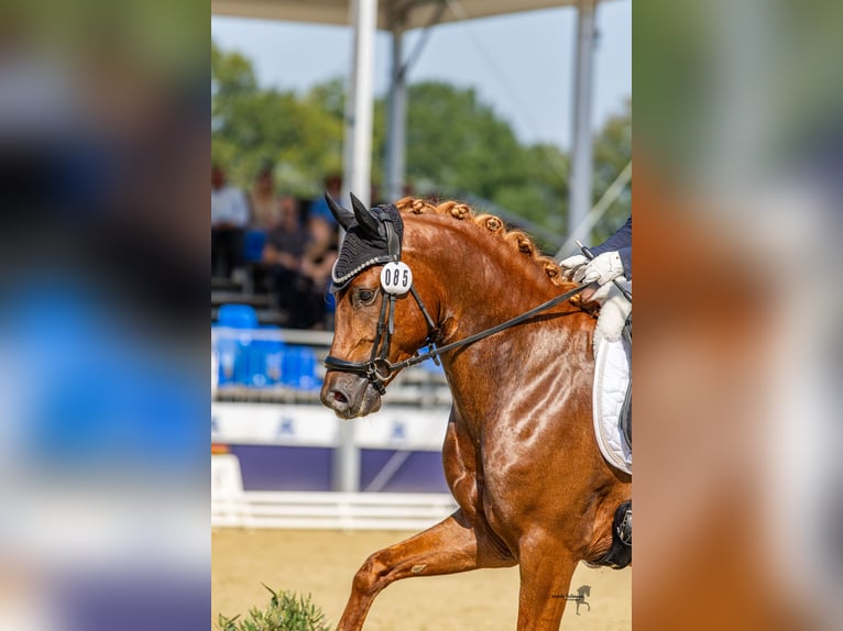 Deutsches Reitpony Wallach 3 Jahre 145 cm Dunkelfuchs in Ahrensburg