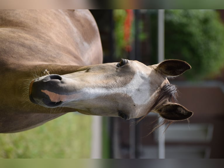 Deutsches Reitpony Wallach 3 Jahre 145 cm Falbe in Bissendorf