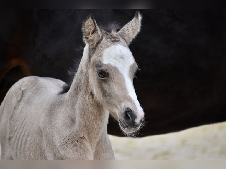 Deutsches Reitpony Wallach 3 Jahre 145 cm Falbe in Bissendorf