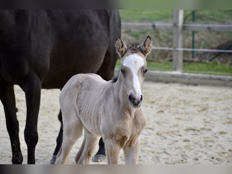 Deutsches Reitpony Wallach 3 Jahre 145 cm Falbe in Bissendorf