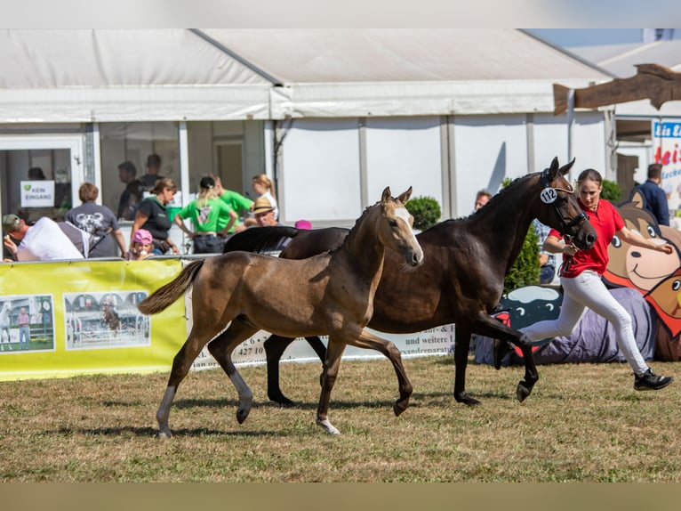 Deutsches Reitpony Wallach 3 Jahre 145 cm Falbe in Bissendorf