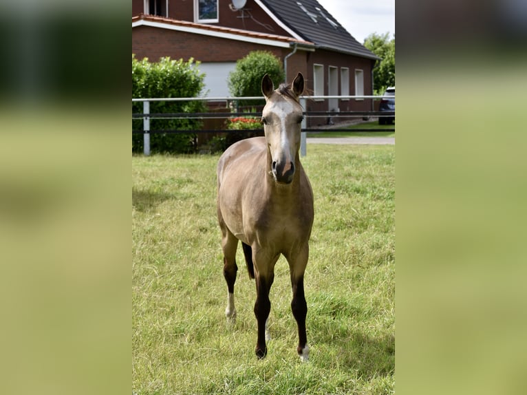 Deutsches Reitpony Wallach 3 Jahre 145 cm Falbe in Bissendorf